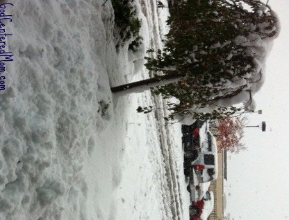 snowontree